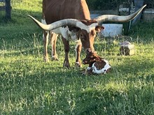 LL Tin Lizzy x Re-Fire 2025 heifer
