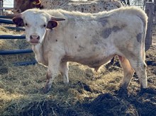 LL Tin Lizzy x Re-Fire bull