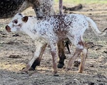 Rock x Musky Heifer