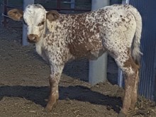 Rock x Musky Heifer