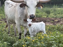 DiDi x Re-Fire heifer