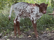 Tuff Grin x Diamonds Galore bull