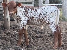 Tuff Grin x Diamonds Galore bull