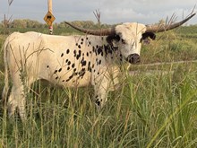 DB Spokesman's Panda