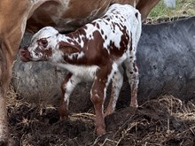 Reckon Line X Re-Fire heifer