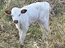 Drag Irons SunnyDi x Re-Fire heifer