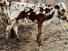 Reckon Line X Re-Fire heifer