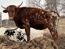 White Chocolate Mocha 