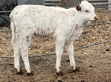 Drag Irons SunnyDi x Re-Fire heifer