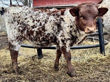 Tuff Grin x Diamonds Galore bull