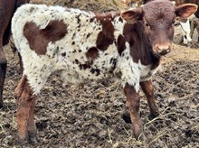 Reckon Line X Re-Fire Bull