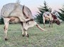 Practicing synchronized itching!