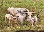 DB Spokesman’s Panda is the self appointed baby sitter of the herd!